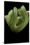 Morelia Viridis (Green Tree Python)-Paul Starosta-Stretched Canvas