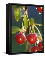 Morello Cherries on a Tree-Chris Schäfer-Framed Stretched Canvas