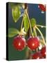 Morello Cherries on a Tree-Chris Schäfer-Stretched Canvas