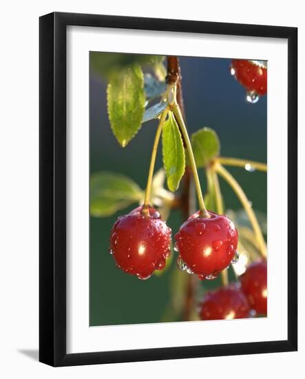 Morello Cherries on a Tree-Chris Schäfer-Framed Photographic Print