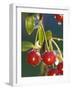 Morello Cherries on a Tree-Chris Schäfer-Framed Photographic Print