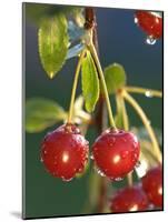 Morello Cherries on a Tree-Chris Schäfer-Mounted Photographic Print