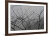 Morello Cherry Tree on a Foggy Morning-Gaetan Caron-Framed Giclee Print