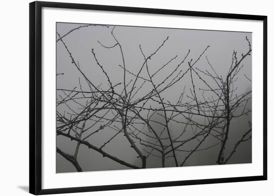 Morello Cherry Tree on a Foggy Morning-Gaetan Caron-Framed Giclee Print