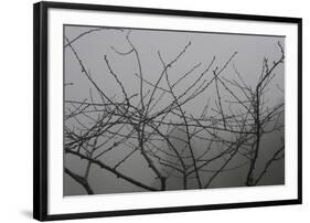 Morello Cherry Tree on a Foggy Morning-Gaetan Caron-Framed Giclee Print