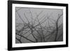 Morello Cherry Tree on a Foggy Morning-Gaetan Caron-Framed Giclee Print