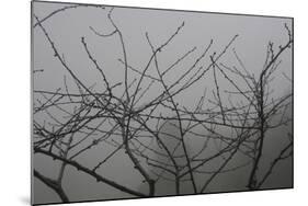 Morello Cherry Tree on a Foggy Morning-Gaetan Caron-Mounted Giclee Print