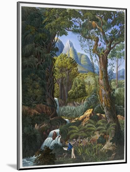 Morenia Poppigiana and Forest-null-Mounted Giclee Print