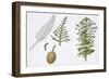 Moreton Bay Pine (Araucaria Cunninghamii) Plant with Flower and Cone-null-Framed Giclee Print