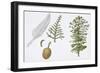 Moreton Bay Pine (Araucaria Cunninghamii) Plant with Flower and Cone-null-Framed Giclee Print