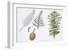 Moreton Bay Pine (Araucaria Cunninghamii) Plant with Flower and Cone-null-Framed Giclee Print