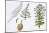 Moreton Bay Pine (Araucaria Cunninghamii) Plant with Flower and Cone-null-Mounted Giclee Print