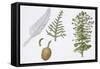 Moreton Bay Pine (Araucaria Cunninghamii) Plant with Flower and Cone-null-Framed Stretched Canvas