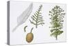 Moreton Bay Pine (Araucaria Cunninghamii) Plant with Flower and Cone-null-Stretched Canvas
