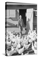 Mori Nakashima feeding chickens, Manzanar Relocation Center, 1943-Ansel Adams-Stretched Canvas