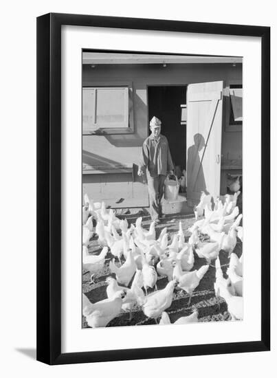 Mori Nakashima feeding chickens, Manzanar Relocation Center, 1943-Ansel Adams-Framed Premium Photographic Print