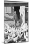 Mori Nakashima feeding chickens, Manzanar Relocation Center, 1943-Ansel Adams-Mounted Premium Photographic Print