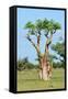 Moringa Tree-Karel Gallas-Framed Stretched Canvas