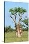 Moringa Tree-Karel Gallas-Stretched Canvas