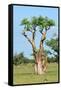 Moringa Tree-Karel Gallas-Framed Stretched Canvas