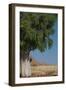 Moringa Tree-photofit-Framed Photographic Print