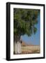 Moringa Tree-photofit-Framed Photographic Print