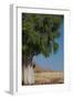 Moringa Tree-photofit-Framed Photographic Print