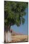 Moringa Tree-photofit-Mounted Photographic Print