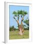 Moringa Tree-Karel Gallas-Framed Photographic Print