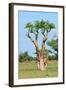 Moringa Tree-Karel Gallas-Framed Photographic Print