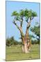 Moringa Tree-Karel Gallas-Mounted Photographic Print
