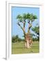 Moringa Tree-Karel Gallas-Framed Photographic Print