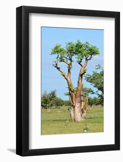 Moringa Tree-Karel Gallas-Framed Photographic Print