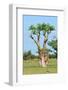 Moringa Tree-Karel Gallas-Framed Photographic Print