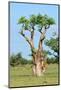 Moringa Tree-Karel Gallas-Mounted Photographic Print