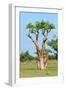 Moringa Tree-Karel Gallas-Framed Photographic Print