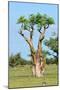 Moringa Tree-Karel Gallas-Mounted Photographic Print