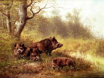 Wild Boar in the Black Forest, 1880-Moritz Muller-Mounted Giclee Print