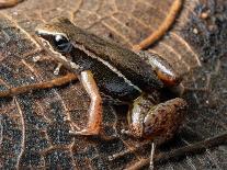 Espada's rocket frog on leaf, Tungurahua Province, Ecuador-Morley Read-Photographic Print