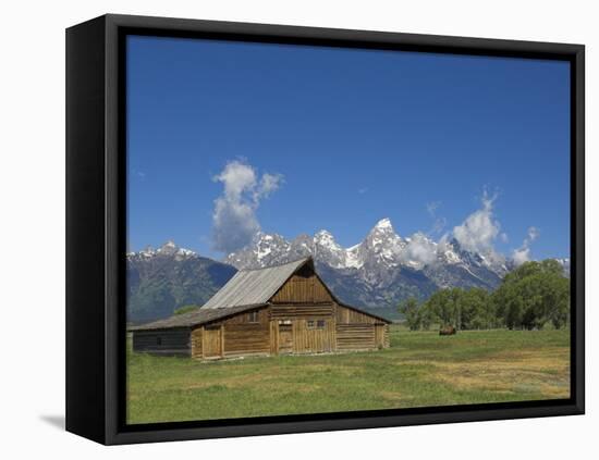 Mormon Row Barn and a Bison, Jackson Hole, Grand Teton National Park, Wyoming, USA-Neale Clarke-Framed Stretched Canvas