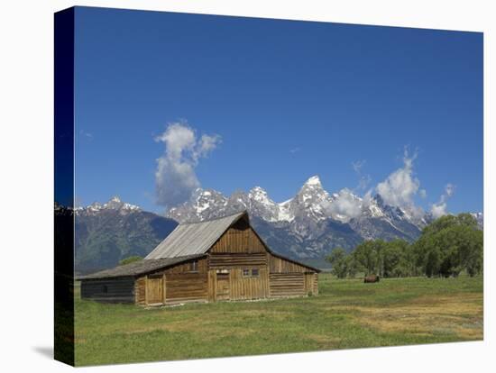 Mormon Row Barn and a Bison, Jackson Hole, Grand Teton National Park, Wyoming, USA-Neale Clarke-Stretched Canvas