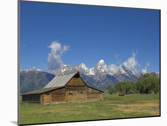 Mormon Row Barn and a Bison, Jackson Hole, Grand Teton National Park, Wyoming, USA-Neale Clarke-Mounted Photographic Print