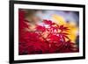 Morning Annoucements-Philippe Sainte-Laudy-Framed Photographic Print