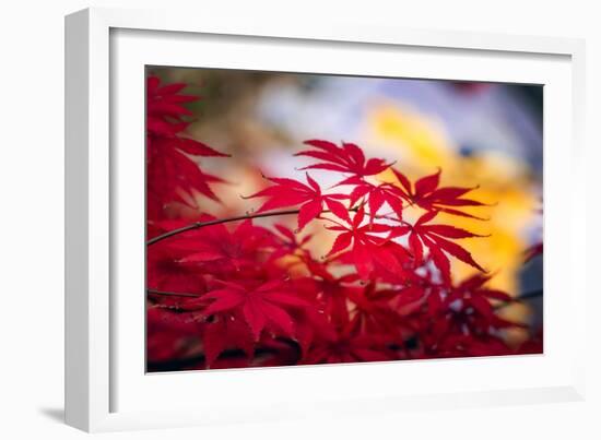 Morning Annoucements-Philippe Sainte-Laudy-Framed Photographic Print