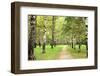 Morning Autumn Birch Grove in the End of September-LeniKovaleva-Framed Photographic Print