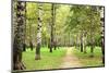 Morning Autumn Birch Grove in the End of September-LeniKovaleva-Mounted Photographic Print