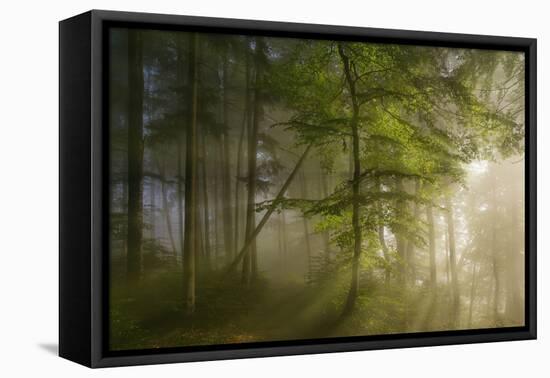 Morning Beauty-Norbert Maier-Framed Stretched Canvas