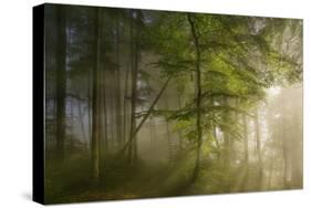 Morning Beauty-Norbert Maier-Stretched Canvas