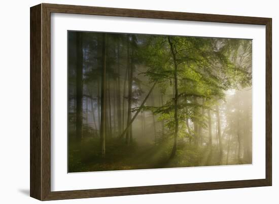 Morning Beauty-Norbert Maier-Framed Photographic Print