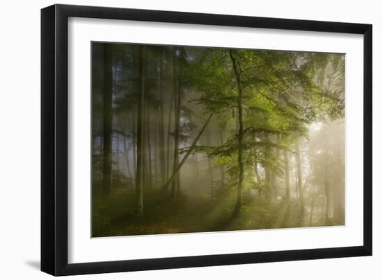 Morning Beauty-Norbert Maier-Framed Photographic Print